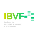 IBVF